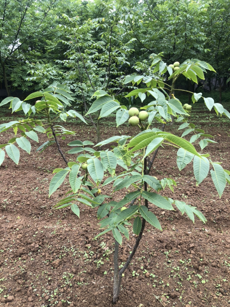 早实泡核桃种子（方核一号）当年挂果诚信经营公司供应