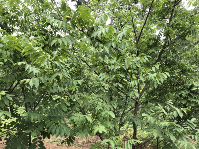 早实泡核桃种子（方核一号）当年挂果诚信经营公司供应