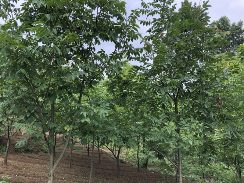 早实泡核桃种子（方核一号）当年挂果诚信经营公司供应