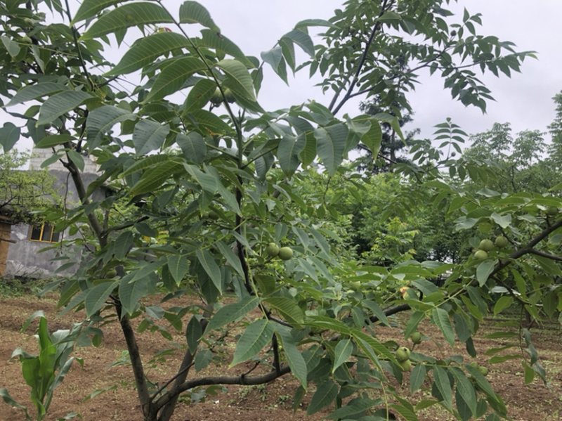 早实泡核桃种子（方核一号）当年挂果诚信经营公司供应