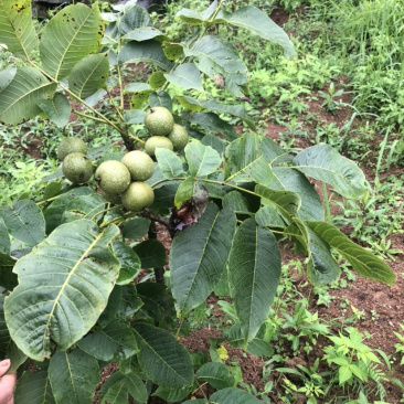 早实泡核桃种子（方核一号）当年挂果诚信经营公司供应