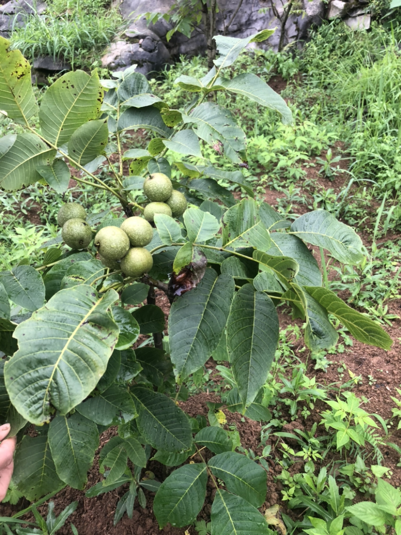 早实泡核桃种子（方核一号）当年挂果诚信经营公司供应