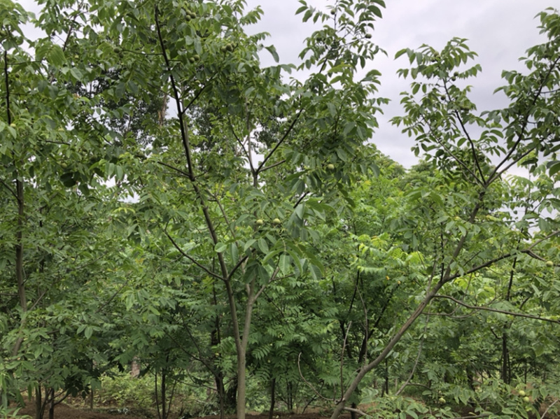 早实泡核桃种子（方核一号）当年挂果诚信经营公司供应