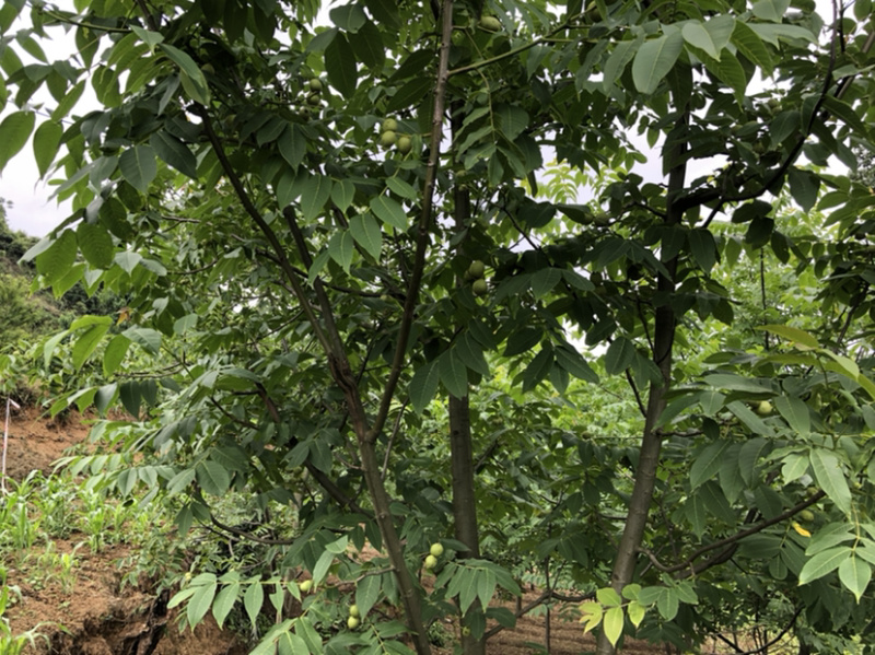 早实泡核桃种子（方核一号）当年挂果诚信经营公司供应