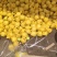 雪花梨雪花梨雪花梨雪花梨