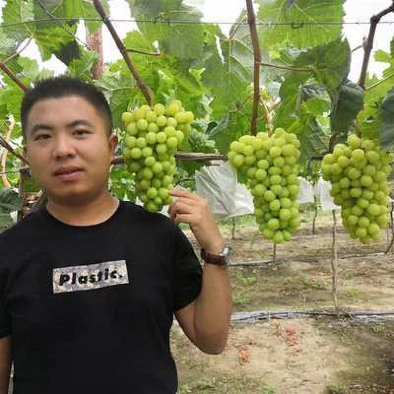 阳光玫瑰葡萄苗品种保证基地签约发苗包成活包结果包邮
