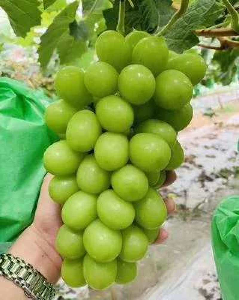 阳光玫瑰葡萄苗品种保证基地签约发苗包成活包结果包邮