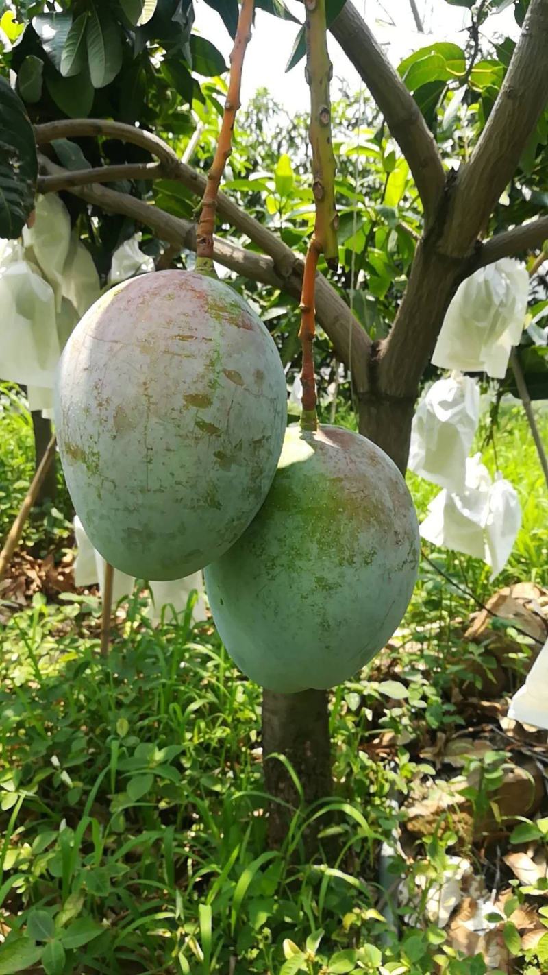 精品凯特芒10斤装，量大私聊