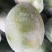 精品凯特芒10斤装，量大私聊