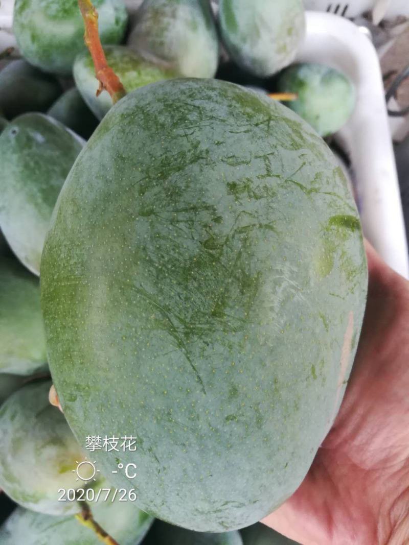 精品凯特芒10斤装，量大私聊