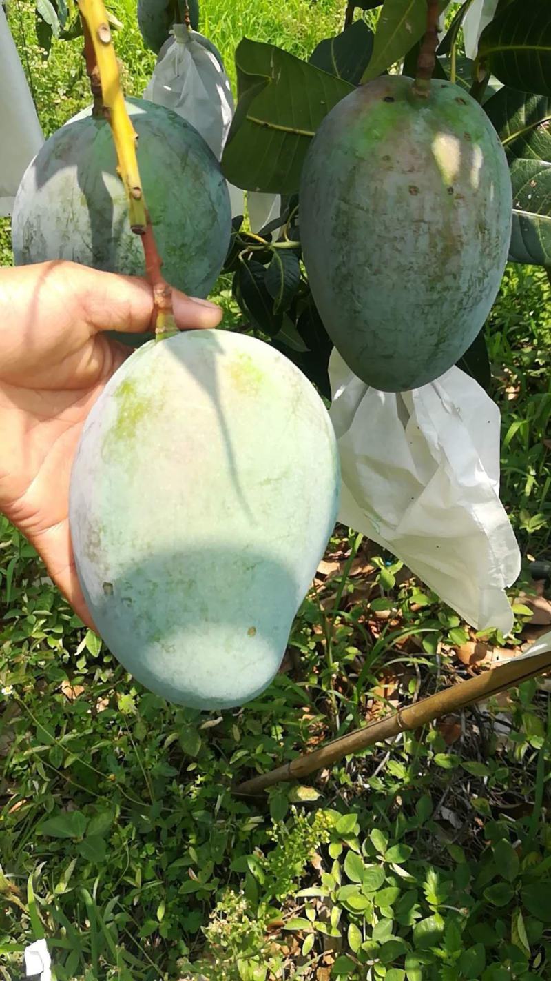精品凯特芒10斤装，量大私聊