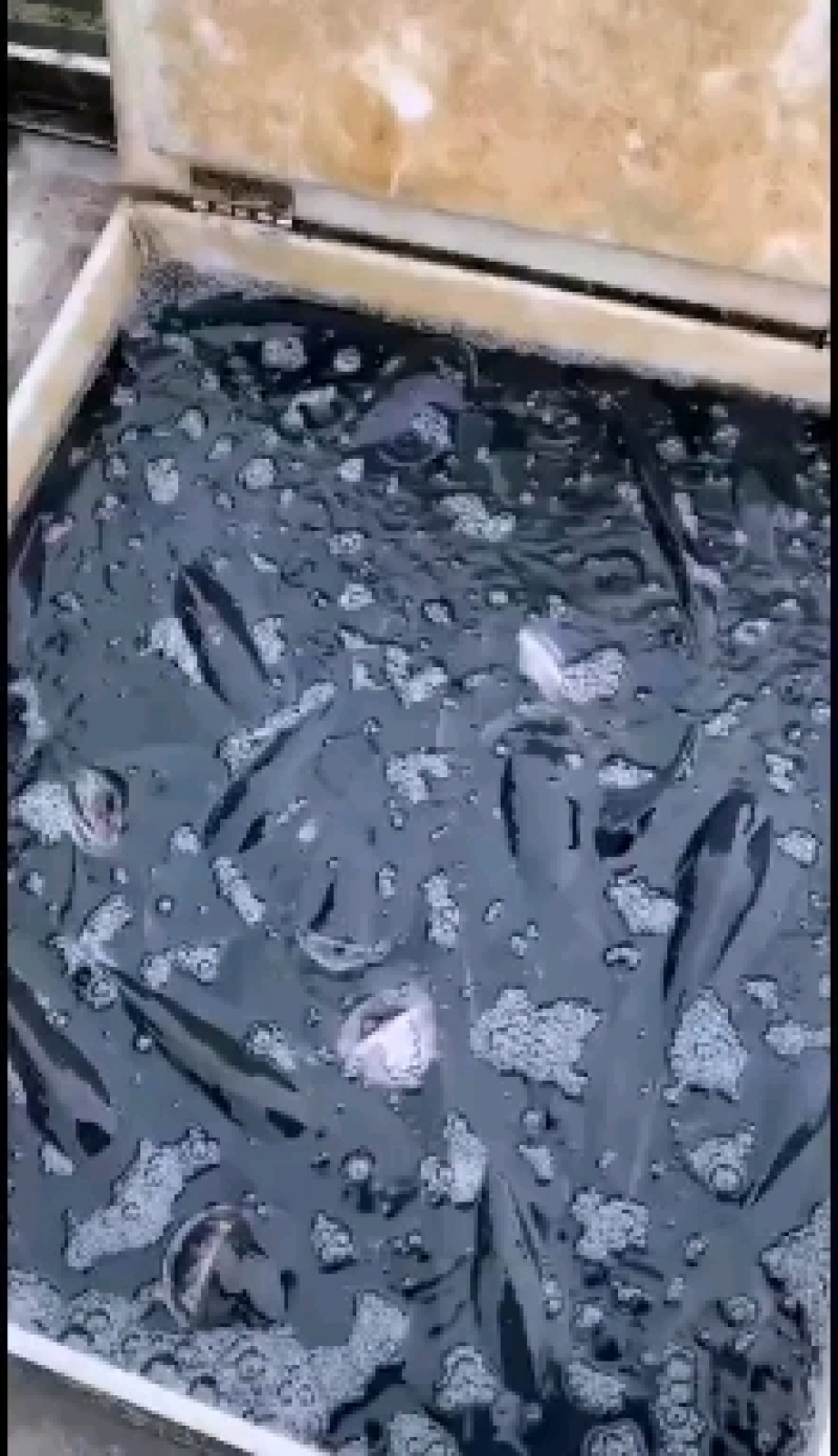 精品有机花鲢，黑花，头型好，皮毛好