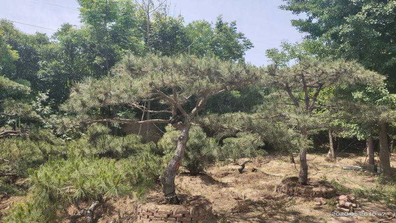 2米-3米造型油松，量大欢迎选购