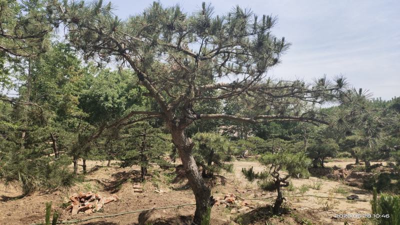 2米-3米造型油松，量大欢迎选购