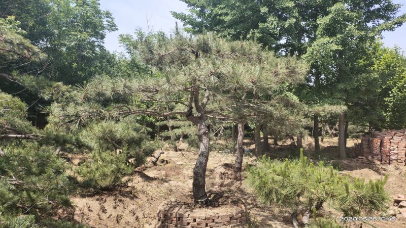 2米-3米造型油松，量大欢迎选购