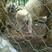 圈牛羊网拧花网石笼网护坡养殖网镀锌钢丝编织织网防撞网果园