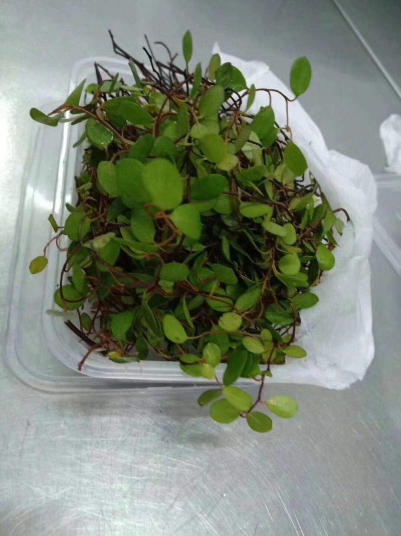 酸膜三色堇甜菜苗千叶吊兰迷迭香
