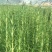 酸膜三色堇甜菜苗千叶吊兰迷迭香