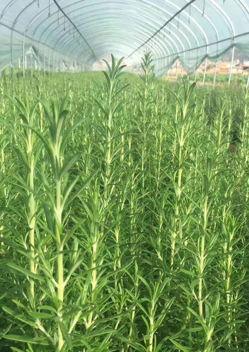 酸膜三色堇甜菜苗千叶吊兰迷迭香