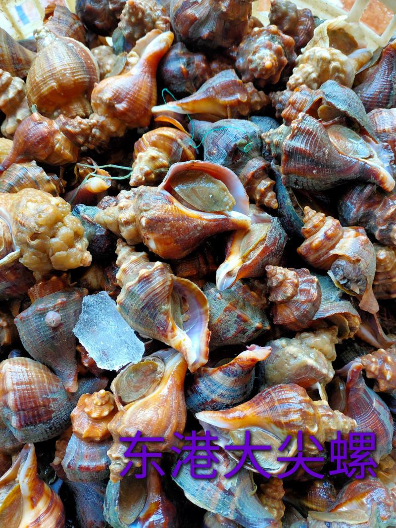 鲜活海螺深水螺红尖螺红鲤螺小金螺视频看货东港当地产地直销