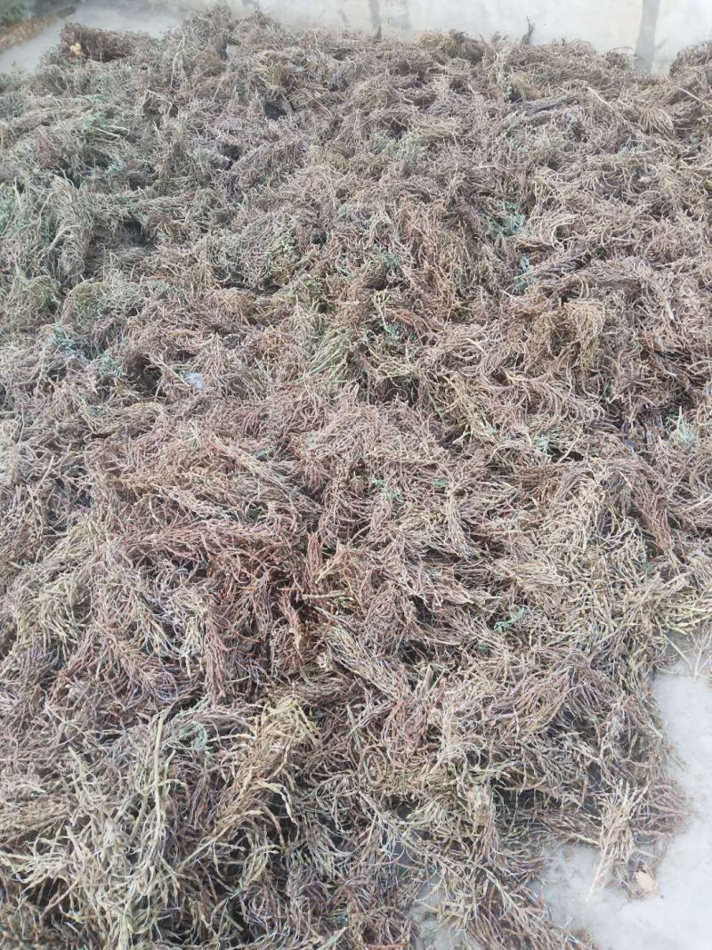 苦豆子现货出售产地新彊，甘肃！