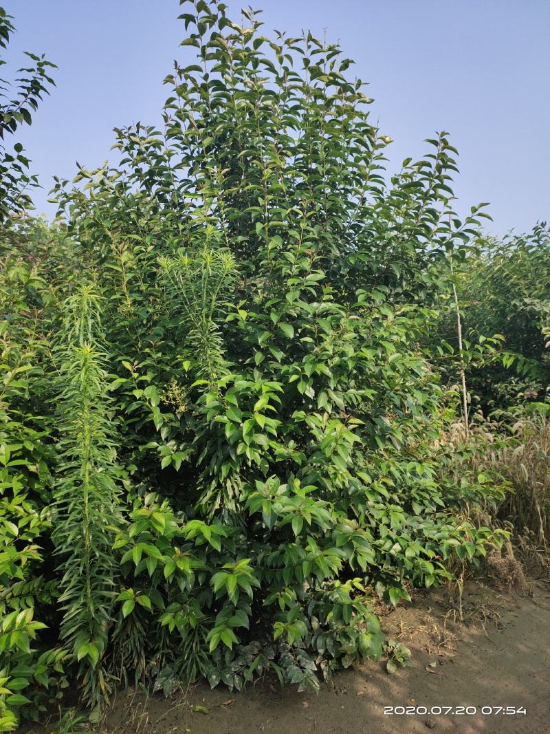 常年供应，各种规格大叶女贞