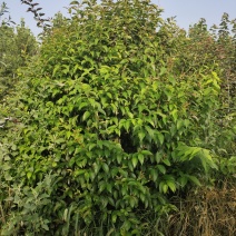 常年供应，各种规格大叶女贞