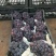 户太八号，户太葡萄鲜食品种