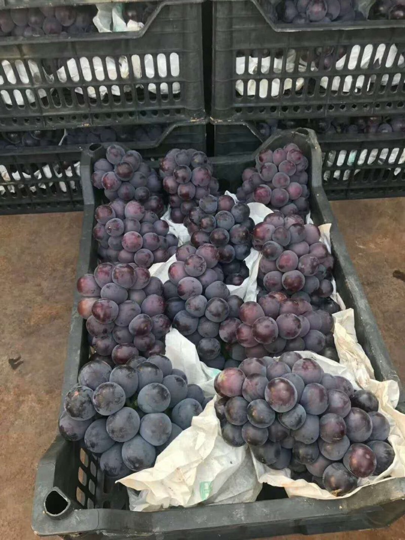户太八号，户太葡萄鲜食品种