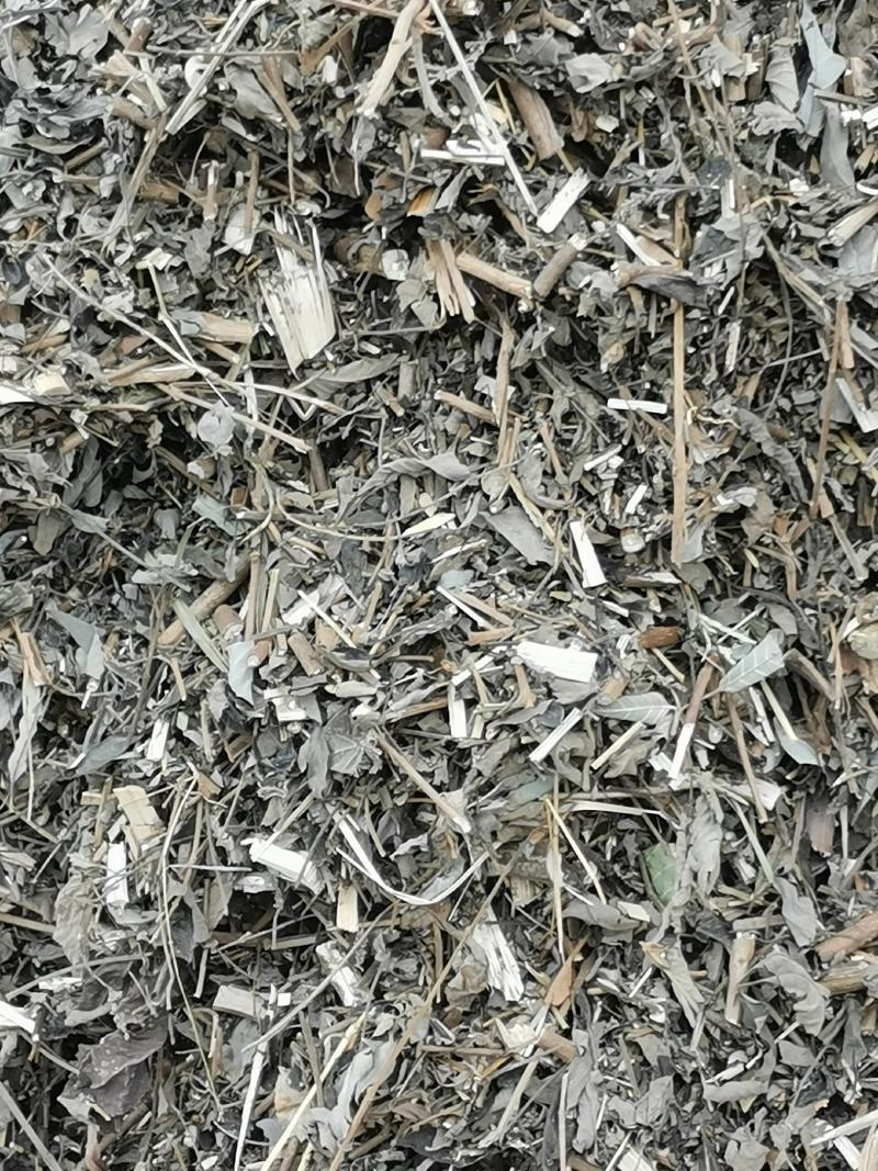 大量优质黄荆树
