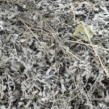 大量优质黄荆树
