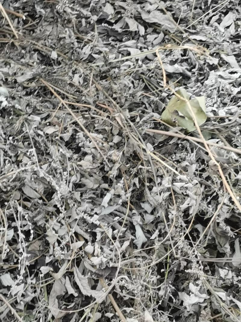 大量优质黄荆树