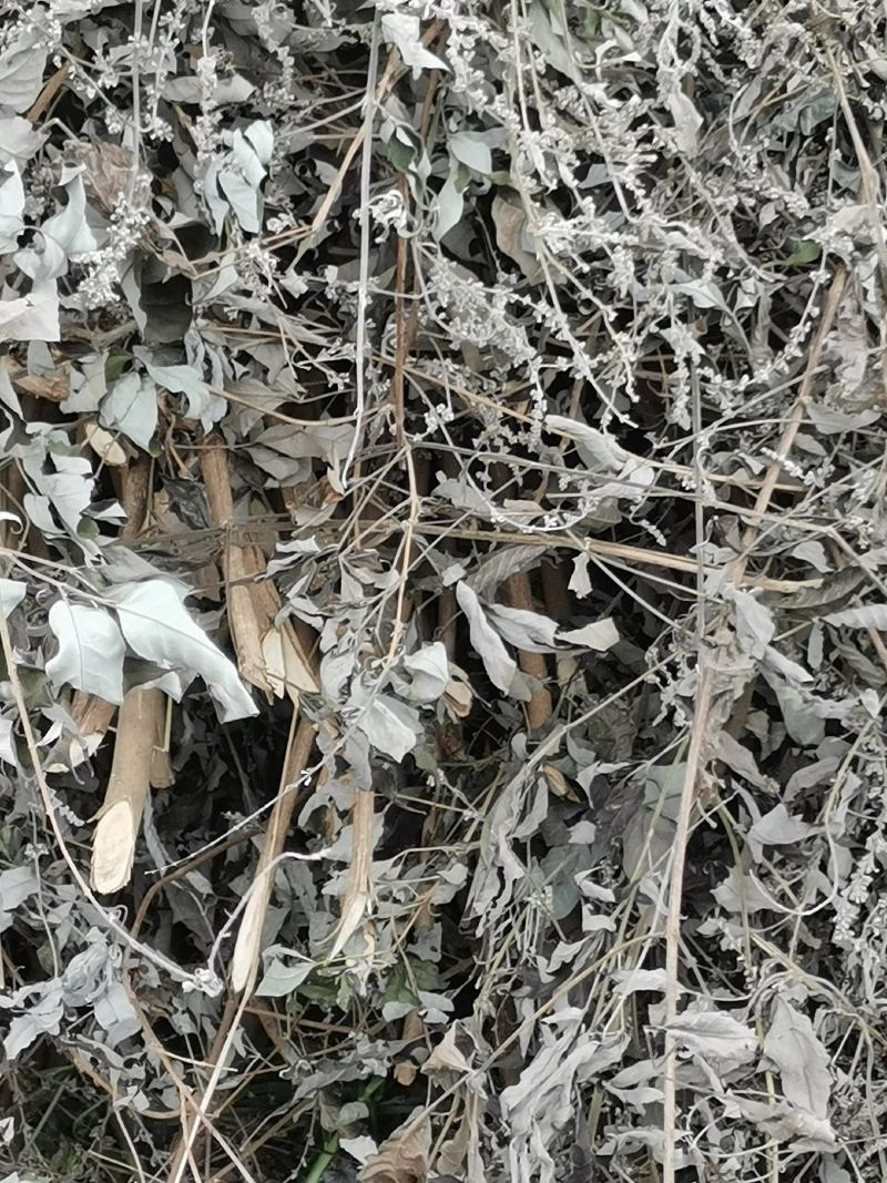 大量优质黄荆树