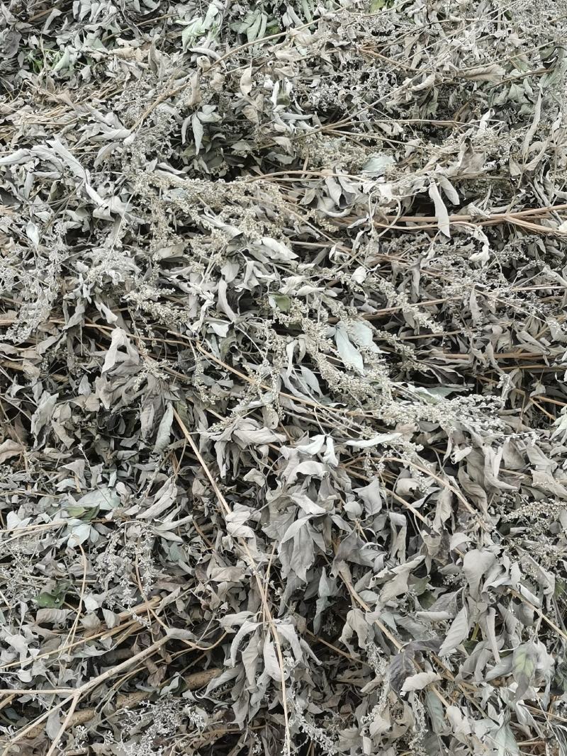 大量优质黄荆树