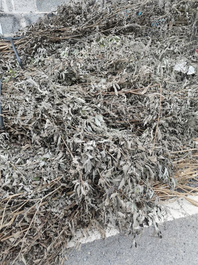 大量优质黄荆树