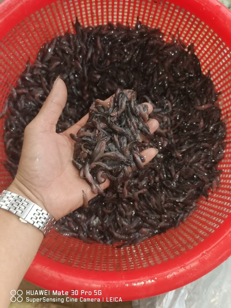 粤宏水产专业鱼苗批发，杂交三黄塘鲺包质、包量、包安全到