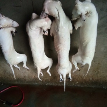 活狗，白条批发，肉质好