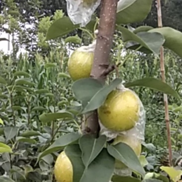 皇冠，小香梨，自己种植只求客户。价格合理