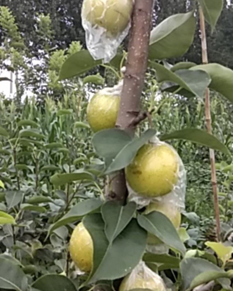 皇冠，小香梨，自己种植只求客户。价格合理