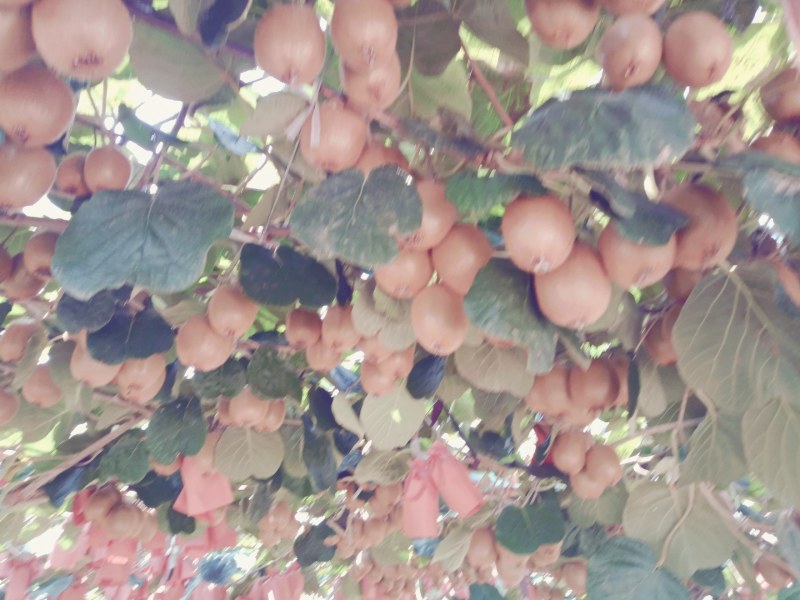 陕西眉周鲜果40-100克(徐香小桃6-30万斤