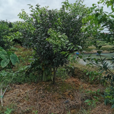 四川眉山4公分左右的定植沃柑苗和爱媛苗，支持视频看货，