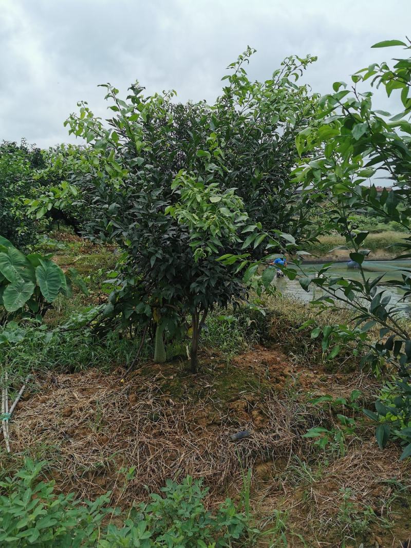 四川眉山4公分左右的定植沃柑苗和爱媛苗，支持视频看货，