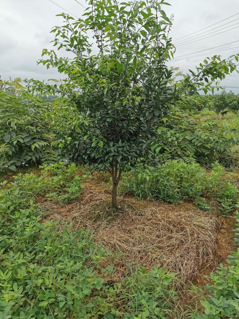 四川眉山4公分左右的定植沃柑苗和爱媛苗，支持视频看货，