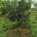 四川眉山4公分左右的定植沃柑苗和爱媛苗，支持视频看货，