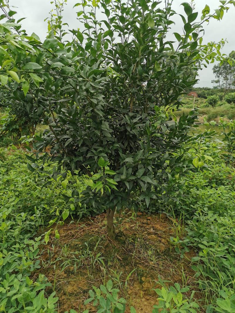 四川眉山4公分左右的定植沃柑苗和爱媛苗，支持视频看货，