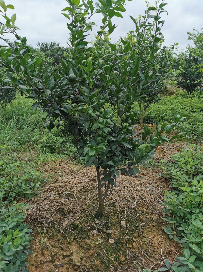 四川眉山4公分左右的定植沃柑苗和爱媛苗，支持视频看货，