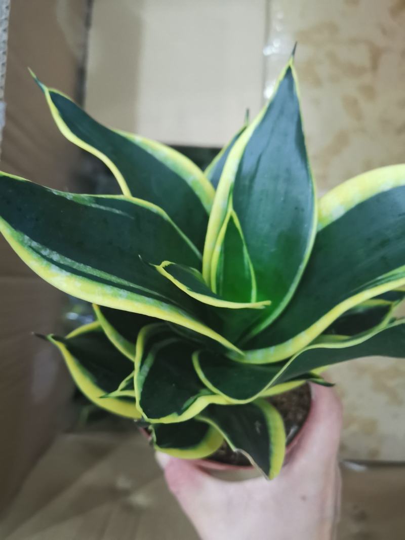 虎皮兰荷花兰110盆栽观叶植物可土培水培盆景盆花