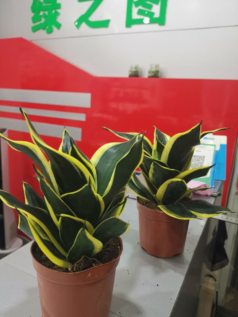虎皮兰荷花兰110盆栽观叶植物可土培水培盆景盆花