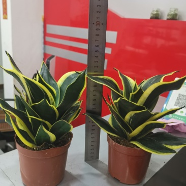 虎皮兰荷花兰110盆栽观叶植物可土培水培盆景盆花
