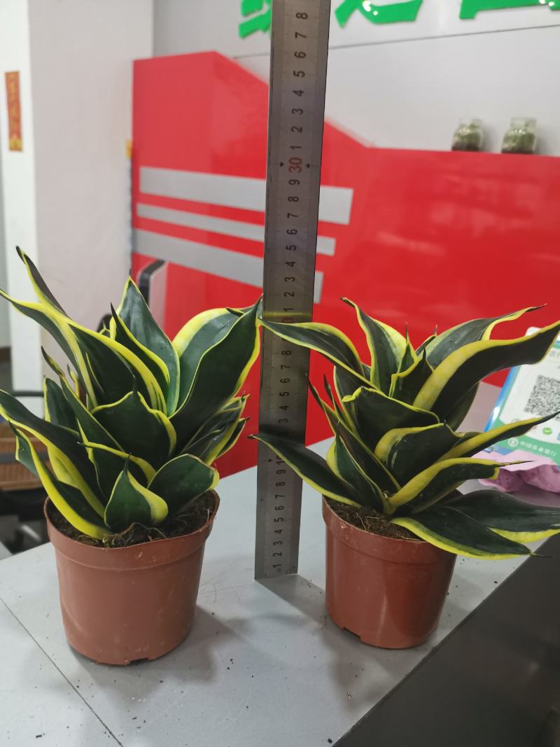 虎皮兰荷花兰110盆栽观叶植物可土培水培盆景盆花